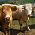 FERME