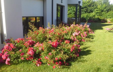 G&icirc;te n&deg;56G24056 Sarzeau - Morbihan - Rosiers et agapanthes