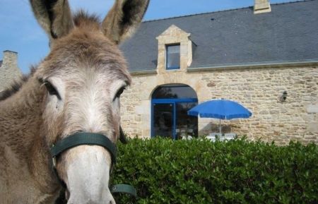G&icirc;te n&deg;56G1119 Limerzel - Morbihan - QUEEN vous accueille au gite de bourg-pommier!!!